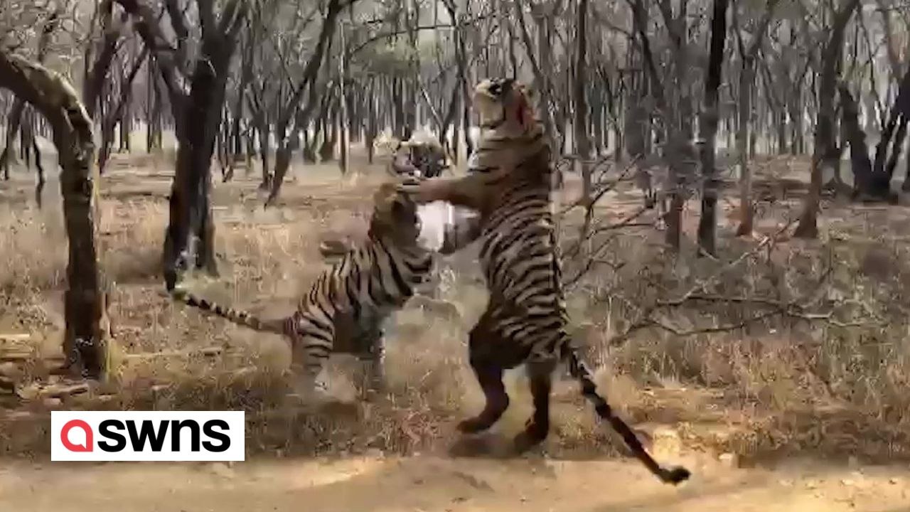 Video: zwei tigerschwestern im erbitterten kampf um ihr revier