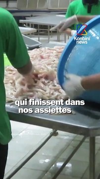 Enquête PETA Asie : comment sont traitées les grenouilles qui finissent dans nos assiettes et dans nos supermarchés ?