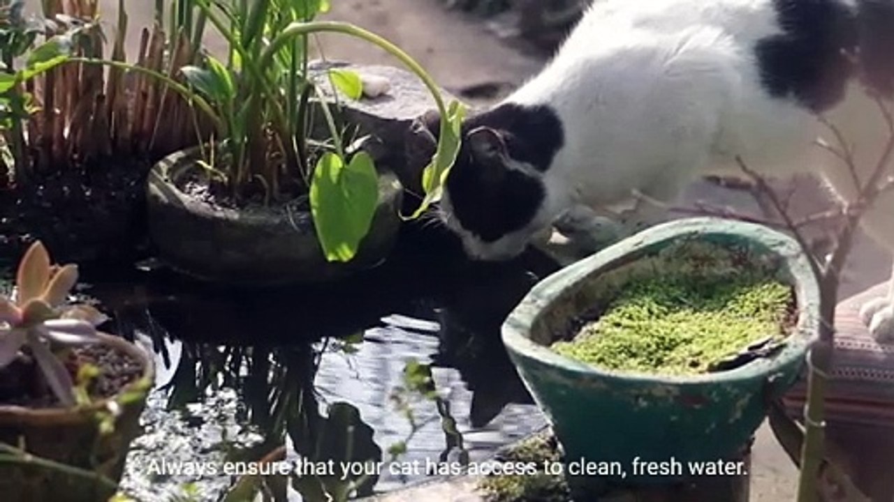 how to improve your cat