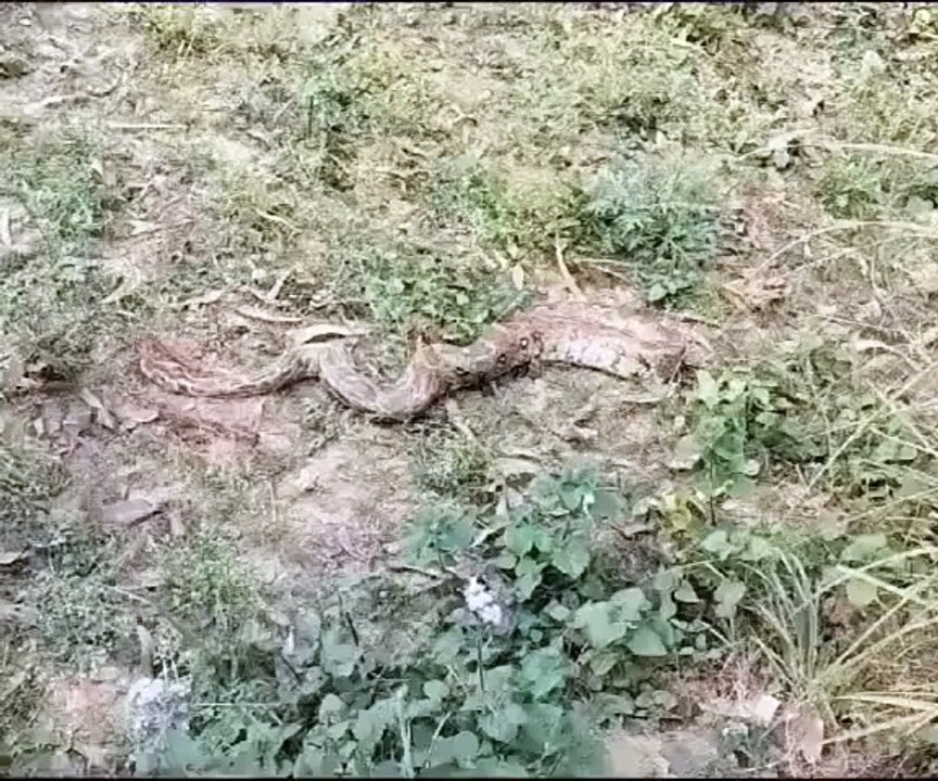 Video: खेत में निकला विशालकाय अजगर, दहशत में ग्रामीण