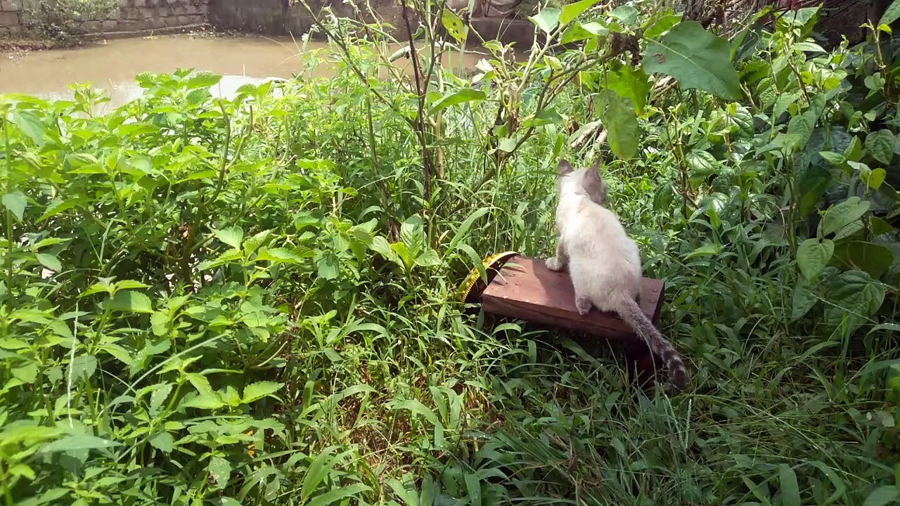 cute kitten videos (p6)