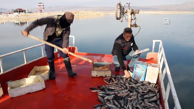 Erçek Gölü'ndeki inci kefali bolluğu balıkçıları sevindirdi