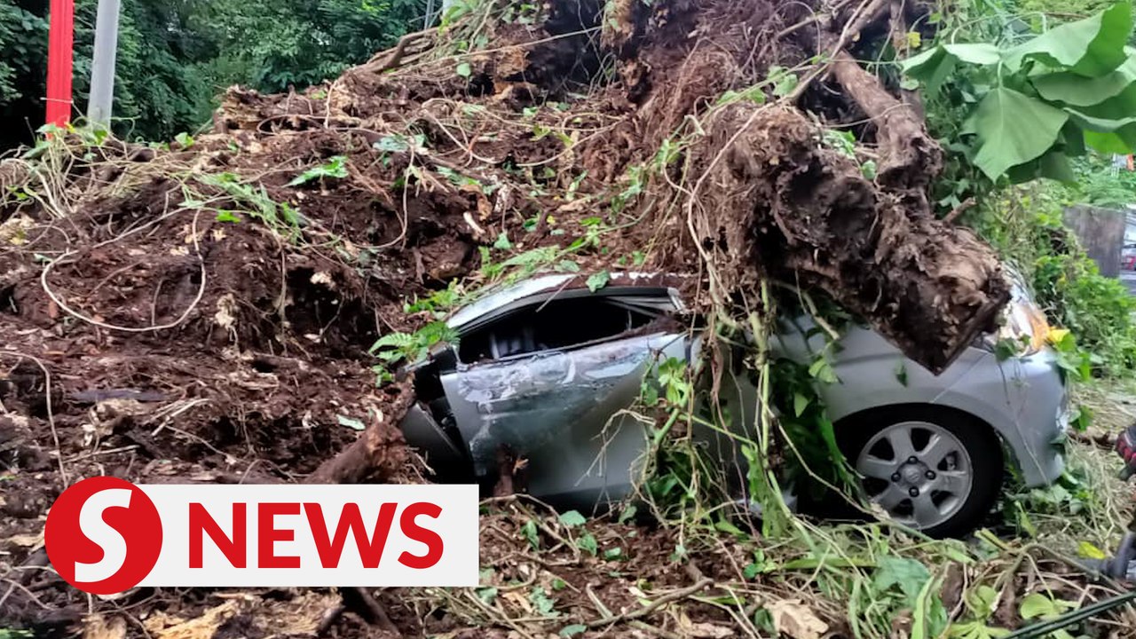 Falling tree crushes two to death