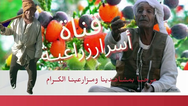 الرمان وقشر الرمان {أسرار وفوائد}