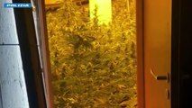 In pensione coltiva marijuana, arrestato 76 enne a Niscemi