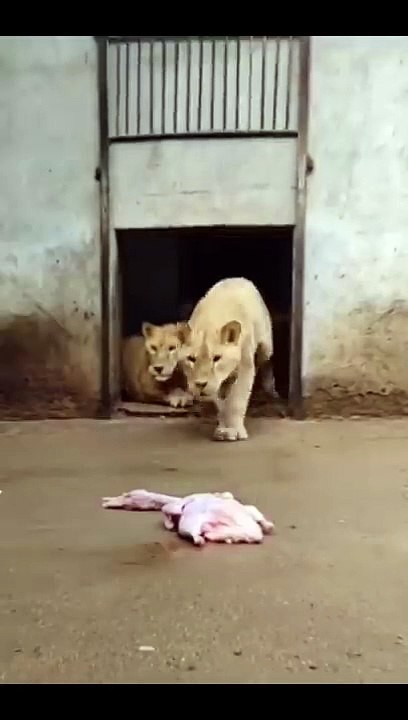 _Dinner time _animals _Lion(720P_HD)