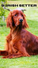 Top 10 Most Beautiful Dogs Breeds in the World