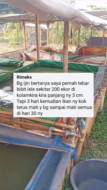2 Penyebab bibit lele mati setelah tebar❗Fahami biar tidak mengalami lagi