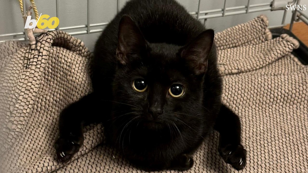 English Town On a Mission of Care for a Cute Wobbly Cat video Dailymotion