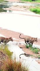 Lionesses Playfully Tussle in River!