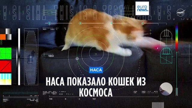 NASA показало кошек из космоса