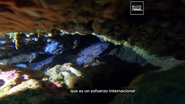 Los tiburones europeos están en peligro y no son peligrosos , advierte una experta marina