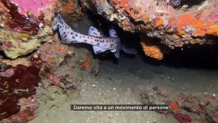 "In pericolo, non pericolosi": perché è importante superare i pregiudizi sugli squali