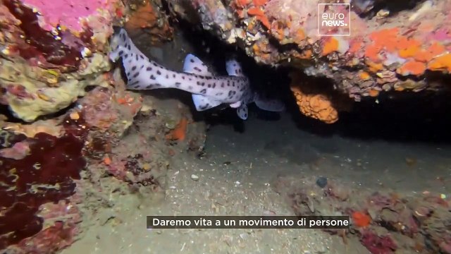In pericolo, non pericolosi : perché è importante superare i pregiudizi sugli squali
