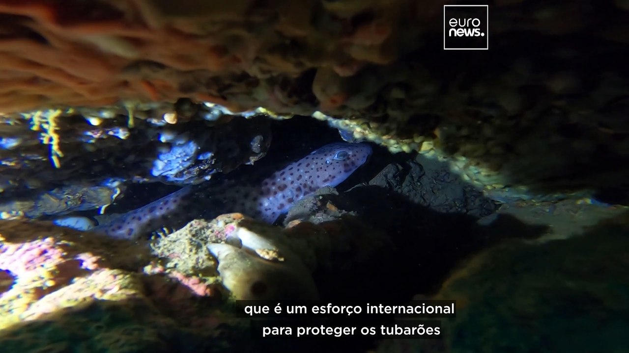 Tubarões europeus "estão em perigo, não são perigosos", alerta especialista marinha