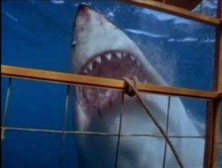 El Ataque del Tiburón Misterioso: Un Depredador Desconocido Acecha en las Profundidades