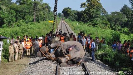 Saving Elephants with AI Camera Traps