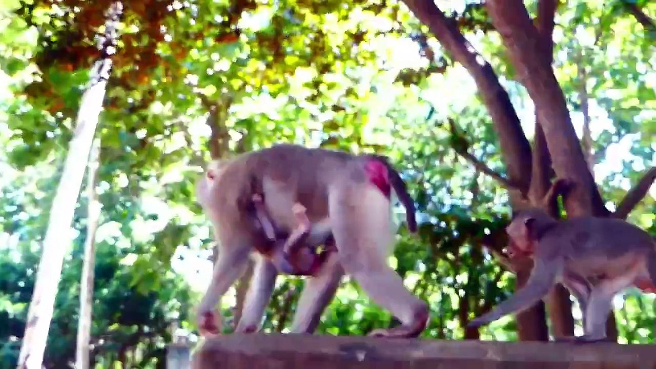 Million Pity!, Cute Little Baby Is Caught By Teenaged Monkey, Pulling Baby Up Rapidly And Kick Down (720p_25fps_H264-192kbit_AAC)