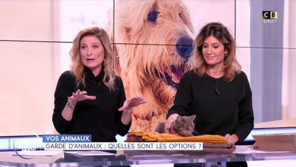 Vos animaux : Garde d'animaux, quelles sont les options ?