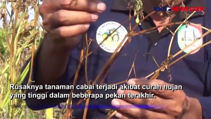 Cuaca Buruk, Petani Cabai di Jombang Gagal Panen