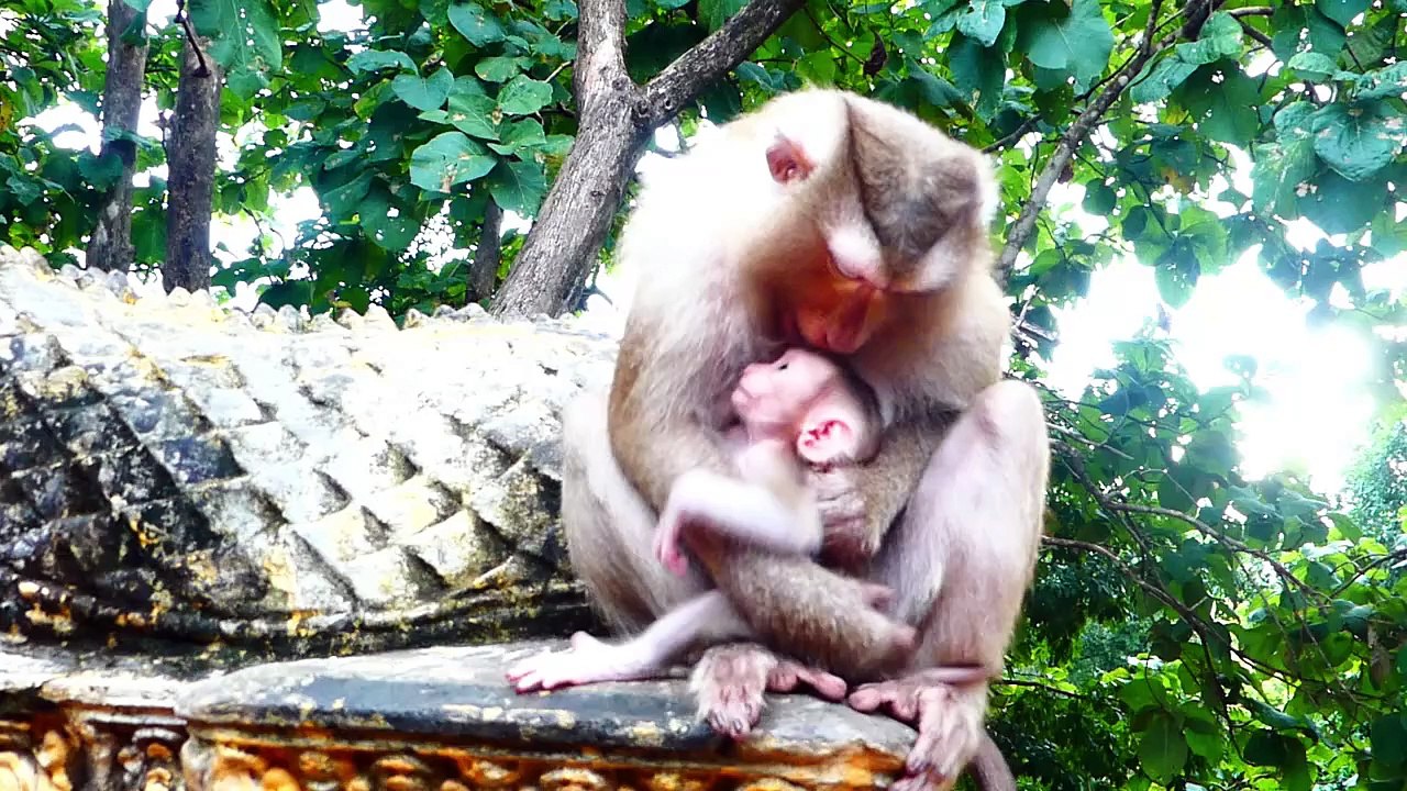 Molia mom feels angry at tiny baby Monaco, Monaco having milk with Molia (720p_25fps_H264-192kbit_AAC)