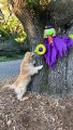 Timid Golden Rescues Frisbee From Witch's Clutches