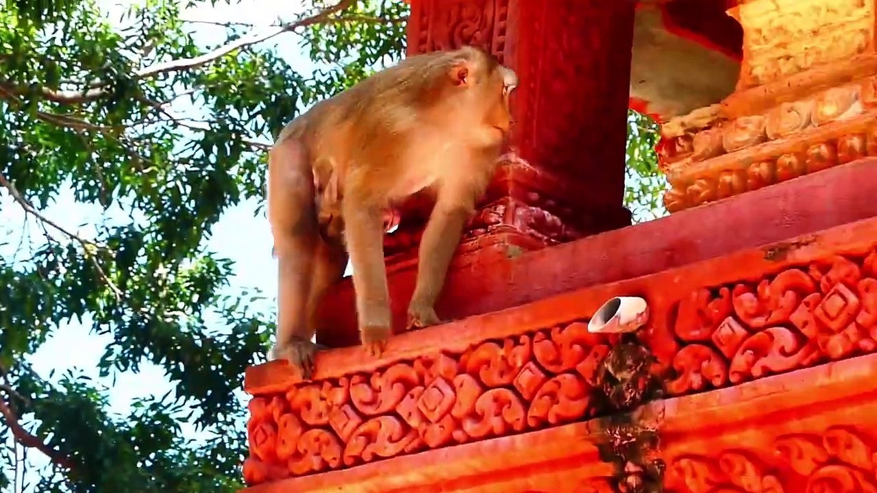 Molia Mommy Carry Newborn Baby In A Hurry Up To A Peaceful Place, Molia Gets Scared Of Others (720p_25fps_H264-192kbit_AAC)