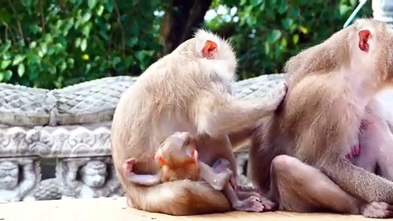 Moly get scared of young adult Jannie, Moly mommy turn out, when Jannie touch baby Money (720p_25fps_H264-192kbit_AAC)