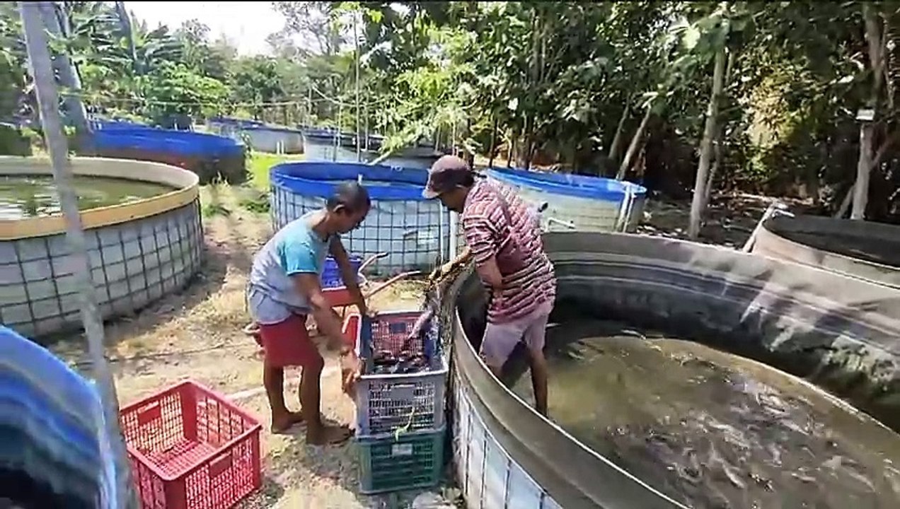 TENGKULAK❗Bagaimana menurut pendapat kalian MEMBANTU atau MERUGIKAN❓Kalau saya cukup membantu