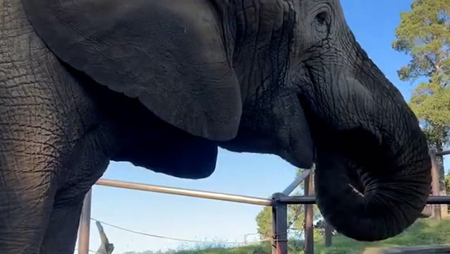 Elephant ‘purrs’ with happiness as he enjoys afternoon snack