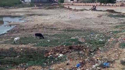 कैचमेंट एरिया में हुए पक्के निर्माणों ने प्रतापसागर तालाब को भी बना दिया पोखर