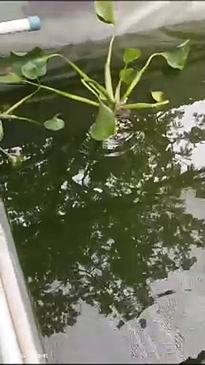 Jika ikan lele sedikit menggantung pada pagi hari, itu wajar, sebab suhu masih dingin