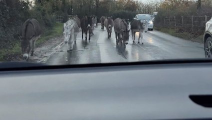 Curious donkeys stick noses into driver’s car in New Forest