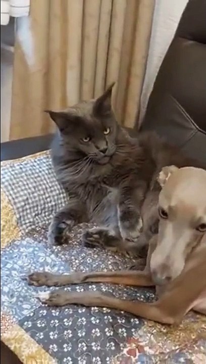 Ce chat domine les chiens... flippant le minou