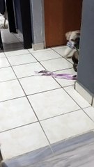 Pup Pulls Kitty Friend Along