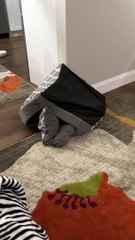 Magic Word Brings Puppies to Bed