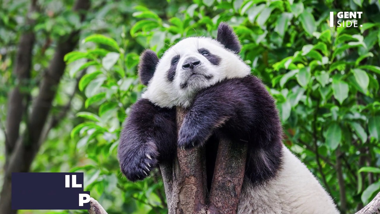 Que mange un panda ?