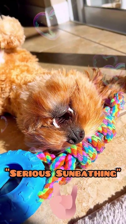Cute Funny Bernedoodle Sunbathing Cuddling With Her toy