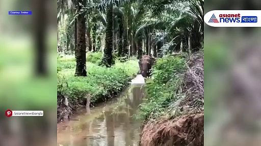 Elephants Video: জলক্রীড়ায় মত্ত তিন গজরাজ, ভিডিও ভাইরাল সোশ্যাল মিডিয়ায়