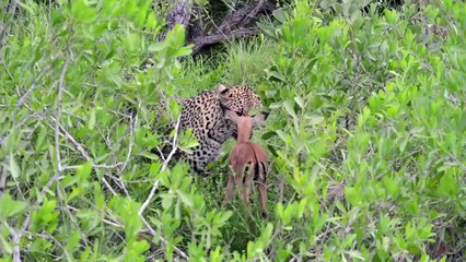 Incredible footage of leopard behaviour during impala kill - Sabi Sand Game Reserve, South Africa