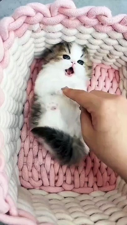 So lucky to meet cat in the world #fyp #cat #kitty #kitten #kittens #funny #funnyvideos #catsofinstagram #catstagram #catlover #catlife #instagram #instacat #pet #cute #catoftheday #gato #catlove #animal #cutecat #world #petsofinstagram #kittensofinstag