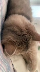 #Pet #CutePet #Cat #cuteanimals