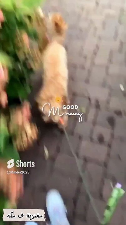صباح الورد