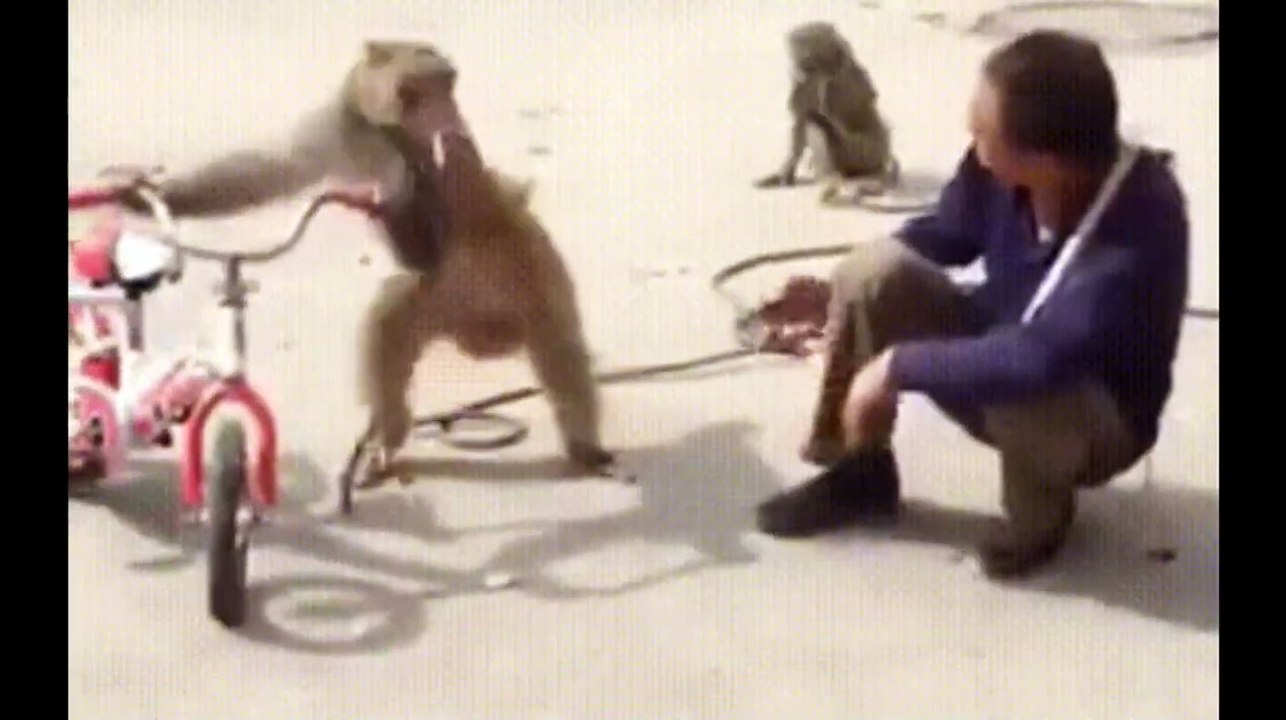 Funniest Monkey - cute and funny monkey videos - Vidéo Dailymotion