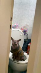 Owner Catches Sphinx Cat Using the Toilet