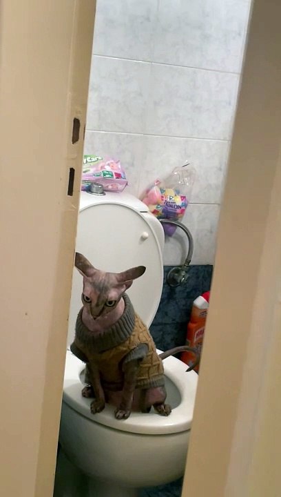Owner Catches Sphinx Cat Using the Toilet