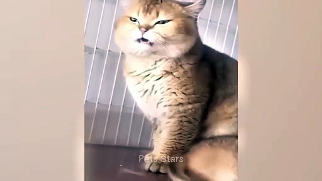 C9#ytshortsindia morsomt haha ​​​​#cutebaby#comdy #comedys #babs#comedyshorts#cuteanimalsytshortsindia#ytshortsindia 有趣哈哈#cutebaby #comdycomedys #ba#comedyshorts #cuteanimals#ytshortsindia#ytshortsindia#مضكههههه#cutdy #comedys #babs#comedyshorts#cuteanima