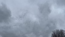 The daily commute of fhe Canada geese continues to grow