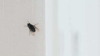 How to Get Rid of Houseflies (and Keep Them Out)