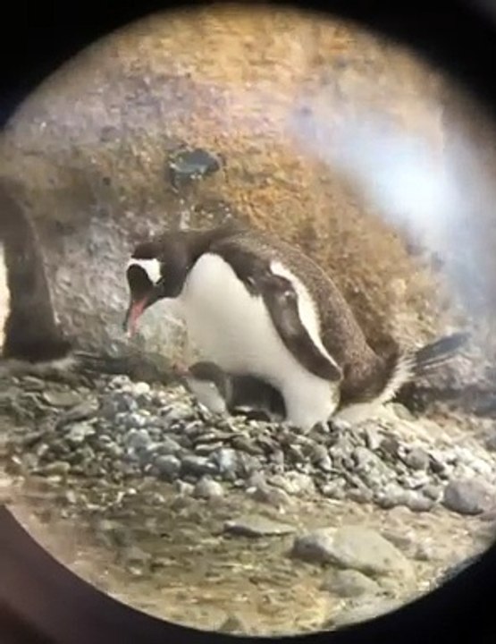 A Dream Trip to Antarctica (plus penguins!): Epic Trips